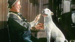It's a Dog's Life — foto 1