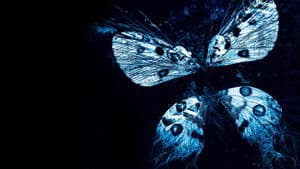 El Efecto Mariposa 3: Revelaciones — foto 1