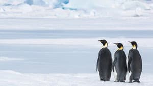 Antarctica, sur les traces de l'empereur — foto 4