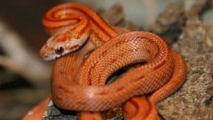 The Beauty of Snakes — foto 1