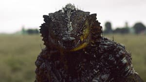 Oats Studios: Volume 1 — foto 3