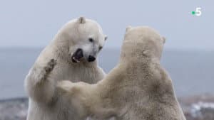 Kingdom of the Polar Bears — foto 11