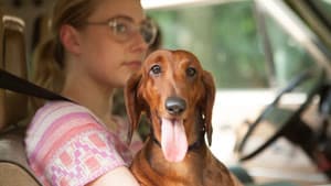 Wiener-Dog — foto 2