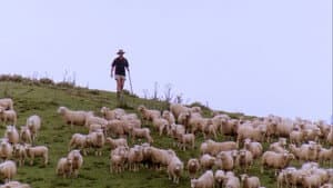 Trailblazers: The New Zealand Story — foto 9