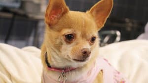 Chihuahua: The Movie — foto 1