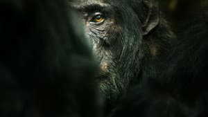 El imperio de los chimpancés — foto 2