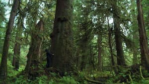 Musicwood — foto 3