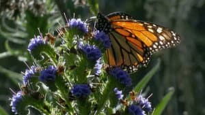 Butterfly Town, USA — foto 1
