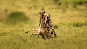 The Way of the Cheetah — foto 3