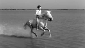 Crin blanc: Le cheval sauvage — foto 4