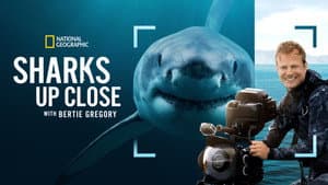 Tiburones De Cerca Con Bertie Gregory — foto 6