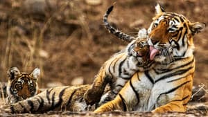 My Tiger Family — foto 1