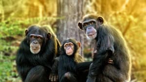 Meet the Chimps — foto 2