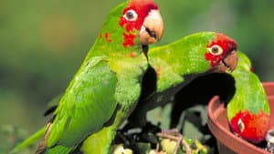 The Wild Parrots of Telegraph Hill — foto 2