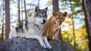 El lobo y el león (The Wolf and the Lion) — foto 6