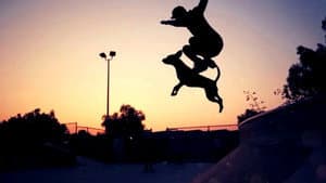 Dogboarding — foto 1
