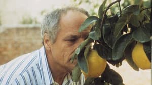 El sol del membrillo — foto 2