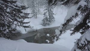 Do you hear the wind in the pine trees? — foto 1