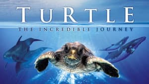 Turtle: The Incredible Journey — foto 1