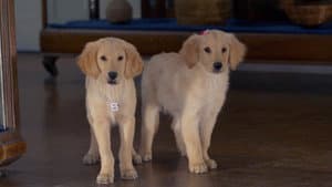 Buddies: Cazadores de Tesoros — foto 5