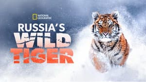 Tigres salvajes de Rusia (Russia’s Wild Tiger) — foto 4