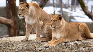 Histoires de lionnes — foto 1