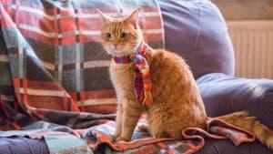Un gato callejero llamado Bob — foto 3