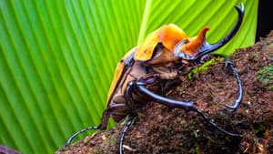 Bichos: Una verdadera aventura en miniatura — foto 5