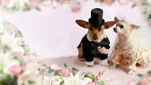 Una chihuahua de Beverly Hills 2 — foto 5