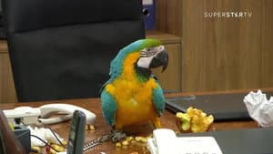 Episodio 137