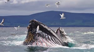 Wild Ireland: The Edge of the World — foto 1