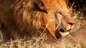 Blood Rivals: Lion vs Buffalo — foto 5