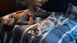 Perro perdido — foto 1