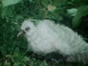 ¡SOS! Fénix