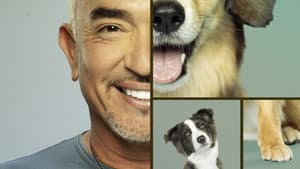 Cesar Millan: Better Human, Better Dog — foto 4
