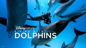 Nadando con Delfines — foto 7