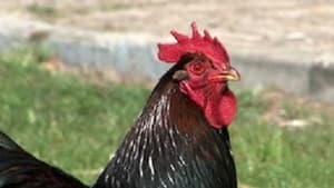 Episodio 93