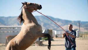 Mustang: La rehabilitación — foto 2