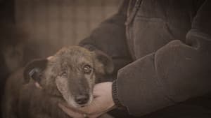 How to kill a puppy and get rich - Die Hunde Mafia — foto 2