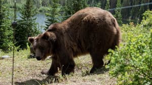 Grizzly Night — foto 2