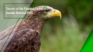 Secrets of the Flooded Forest - Danube National Park — foto 1