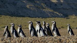 Patagonia: Life on the Edge of the World — foto 2