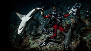 700 requins dans la nuit — foto 7