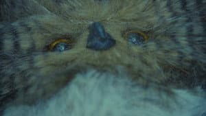 Hoot — foto 1