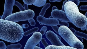 Bacterial World — foto 1