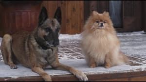 Step Dogs — foto 1