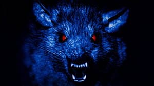 The Rats — foto 3
