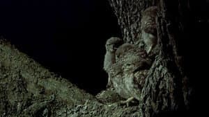 The Owls and the Orchard — foto 2