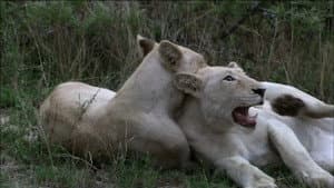 The White Lions — foto 2