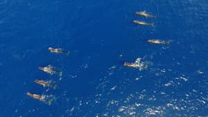 Song of the Sperm Whale — foto 3